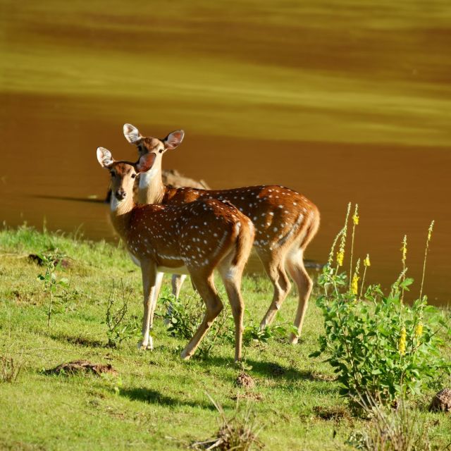 Yala National Park Wildlife Safari From Bentota - Pickup Locations and Times