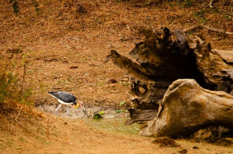 Yala National Park Wildlife Safari From Galle - Itinerary Details