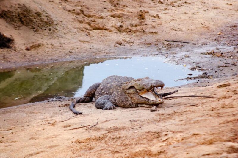 Yala National Park Wildlife Safari From Galle - Health and Safety Considerations