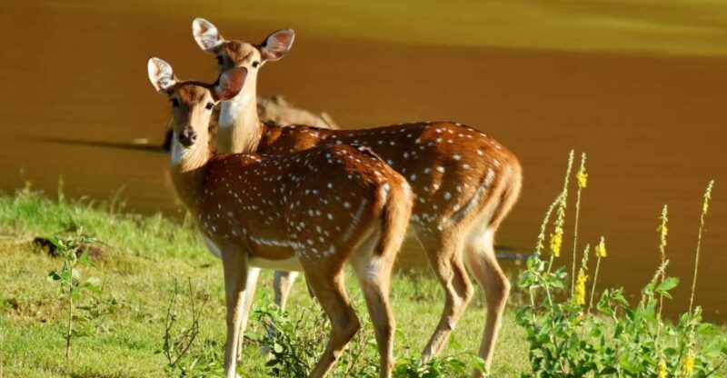 Yala National Park Wildlife Safari From Tangalle - Itinerary and Transportation