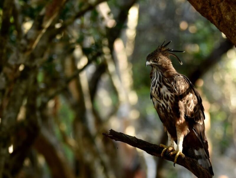 Yala National Park Wildlife Safari From Tangalle - Restrictions and Recommendations