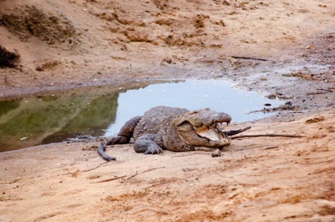 Yala National Park Wildlife Safari From Tangalle - Park Highlights