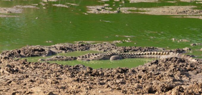 Yala National Park Wildlife Safari From Tangalle - Tour Duration and Timing