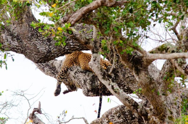 Yala National Park With Safari Jeep & Tickets From Ella - Itinerary and Experience