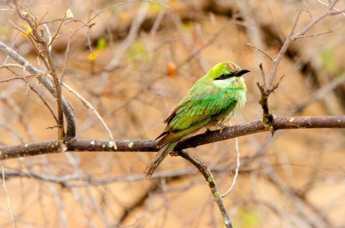 Yala National Park With Safari Jeep & Tickets From Ella - Weather and Seasons