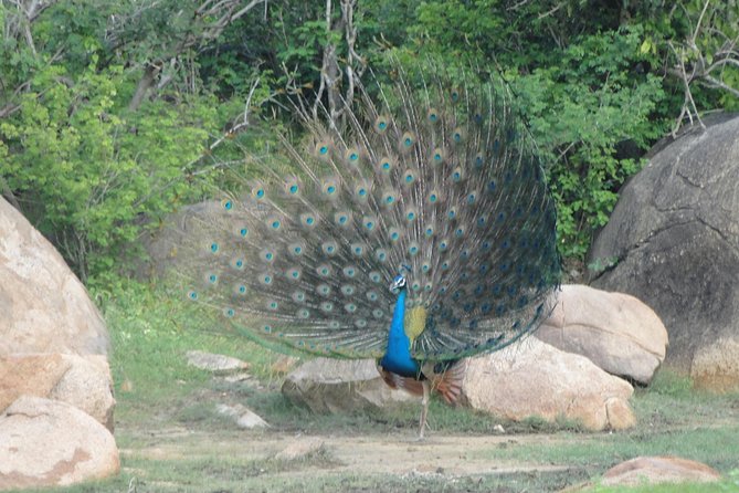 Yala One Day Tour - Itinerary and Schedule