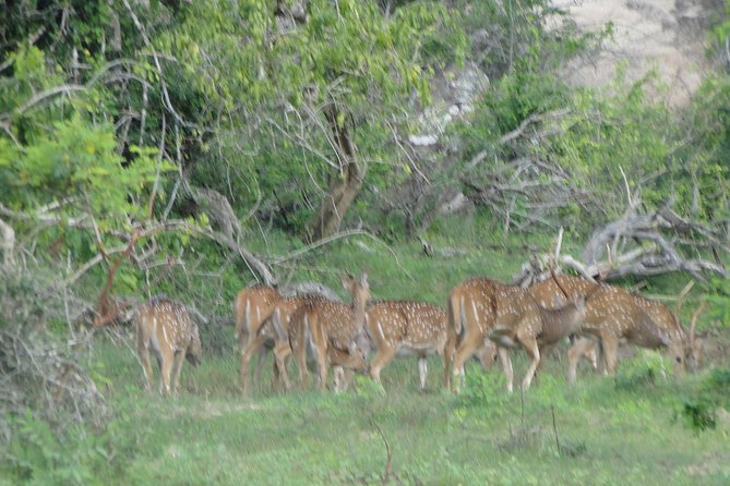 Yala One Day Tour - Pickup and Dropoff Information
