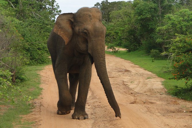 Yala One Day Tour - Inclusions and Exclusions