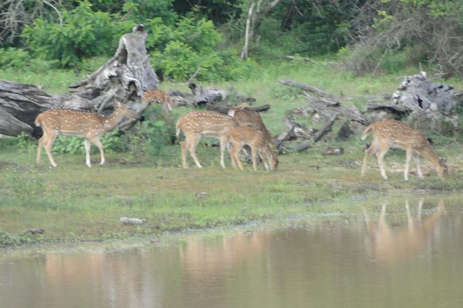 Yala One Day Tour - Tour Accessibility and Restrictions