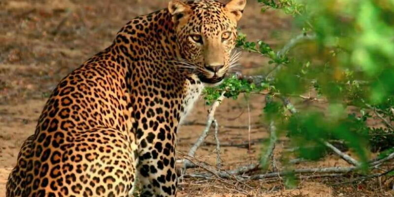 Yala Private Safari: Half-Day or Full-Day with Picnic Lunch - Key Points