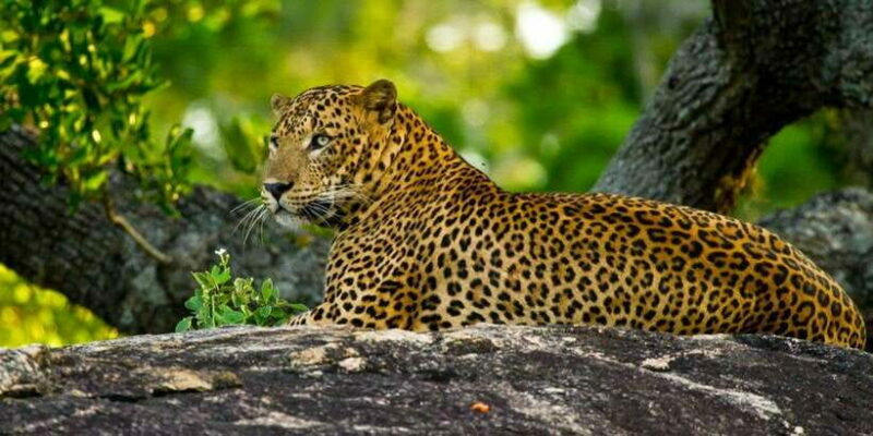 Yala Private Safari: Half-Day or Full-Day with Picnic Lunch - Pricing and Value