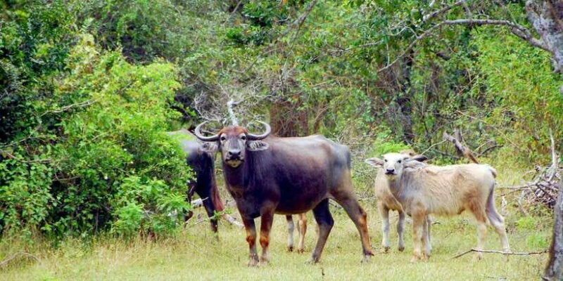 Yala Private Safari: Half-Day or Full-Day with Picnic Lunch - Limitations and Considerations