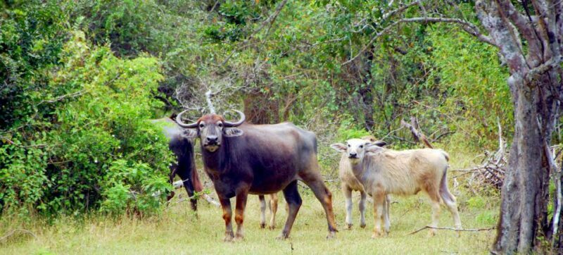 Yala Private Safari: Half-Day or Full-Day with Picnic Lunch - Who Is This Safari Best For?