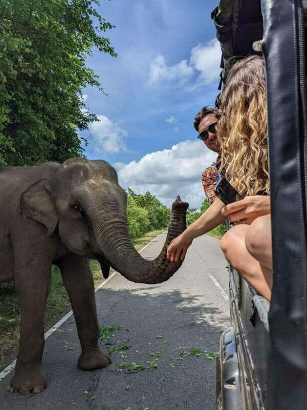 Yala Safari : 7 hour & 12 hour Tours - Who Should Consider This Tour?
