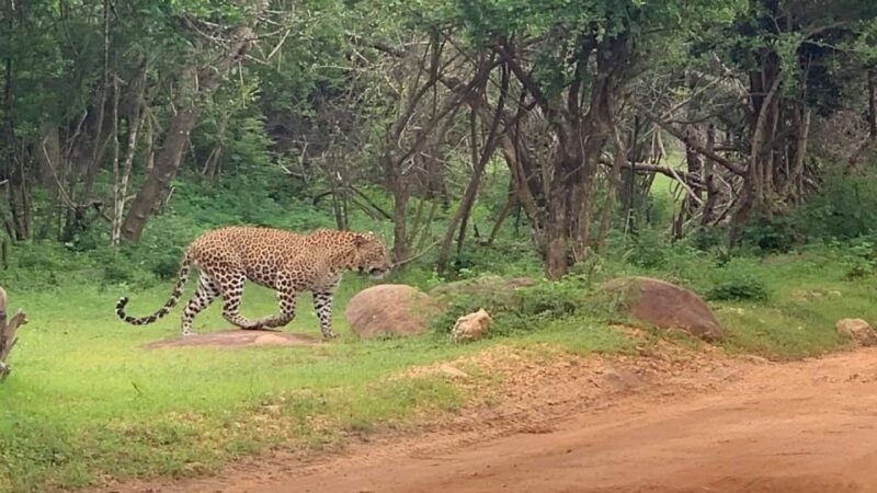 Yala Safari Day Tour - Bentota/Aluthgama/Ahungalla/Kosgoda - Transportation Details