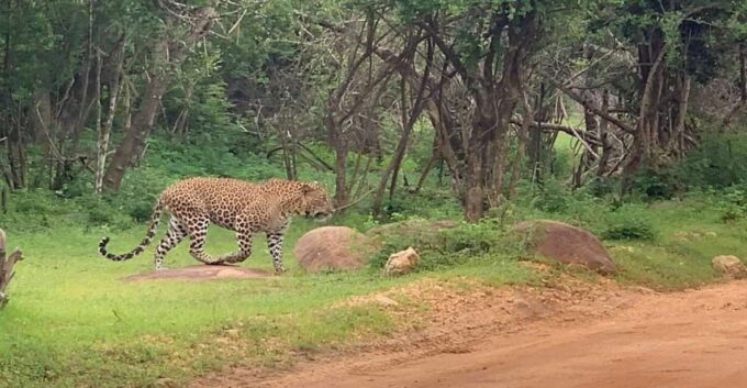 Yala Safari Day Tour - Bentota/Aluthgama/Ahungalla/Kosgoda - Restrictions and Considerations