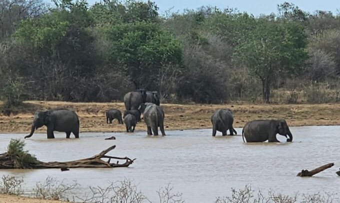 Yala Safari Day Tour - Bentota/Aluthgama/Ahungalla/Kosgoda - Tour Schedule