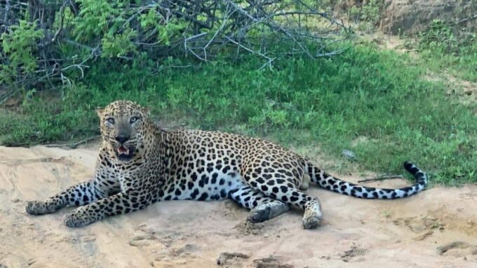 Yala Safari Day Tour - Bentota/Aluthgama/Ahungalla/Kosgoda - Frequently Asked Questions