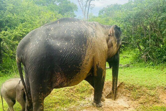 Yala Safari Day Tour - The Experience in Detail