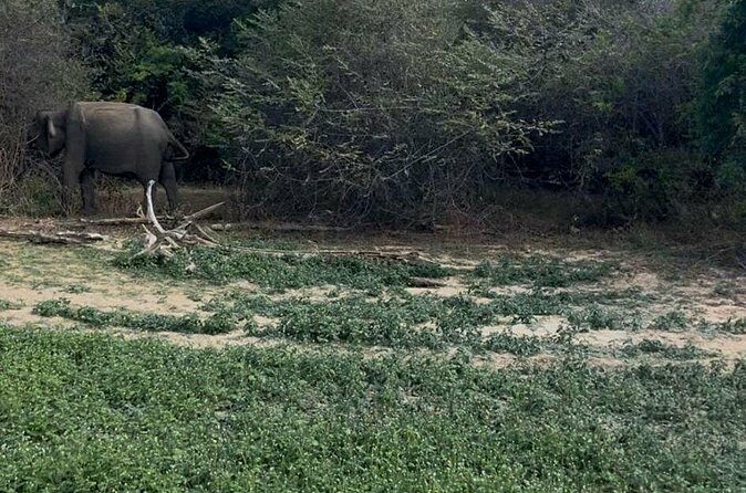 Yala Safari Day Tour - Frequently Asked Questions