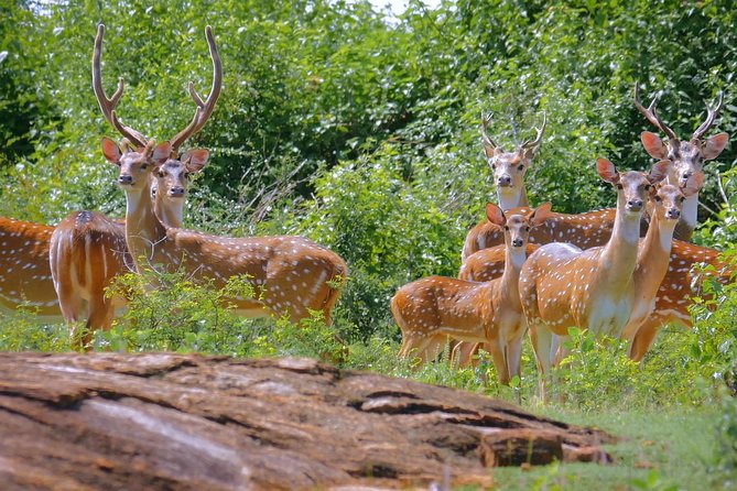 Yala Safari Day Trip From Bentota/ Kalutara/ Ahungalla/ Hikkaduwa - Inclusions and Exclusions
