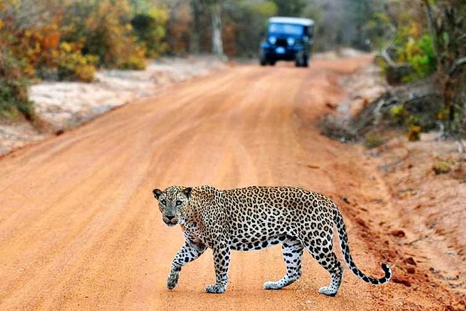 Yala Safari Day Trip From Ella With Various Drop-Off Options - Key Points