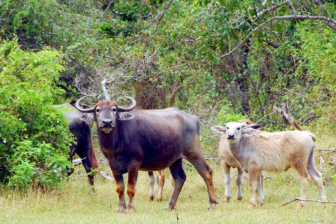 Yala Safari Day Trip From Ella With Various Drop-Off Options - What to Expect