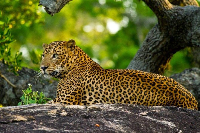 Yala Safari Day Trip From Ella With Various Drop-Off Options - Additional Information