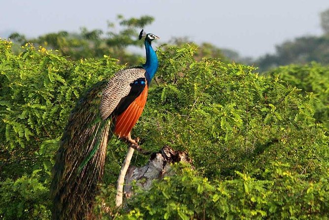 Yala Safari Day Trip From Ella With Various Drop-Off Options - Tour Duration and Itinerary