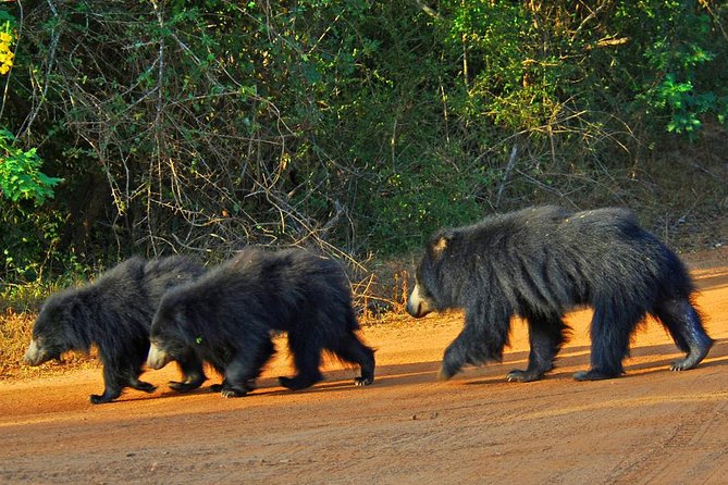 Yala Safari Day Trip From Galle/ Unawatuna/ Ahangama/ Weligama - Tour Accessibility and Suitability