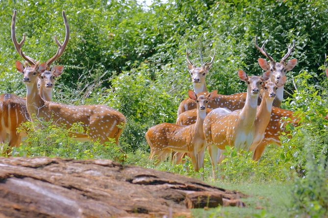 Yala Safari Drive From Galle, Weligama, Mirissa & Dickwella - Safari Experience