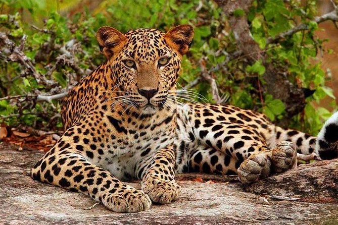 Yala Safari Drive From Galle, Weligama, Mirissa & Dickwella - Booking Information