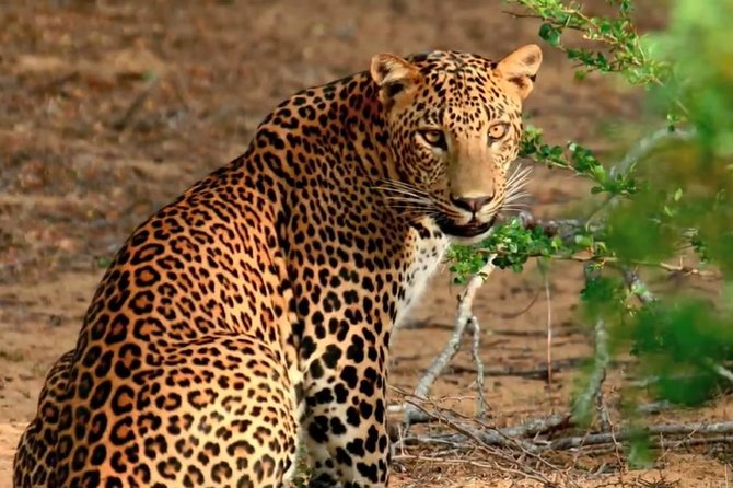 Yala Safari From Hambantota Port (Shore Excursion) by BTM - Key Points