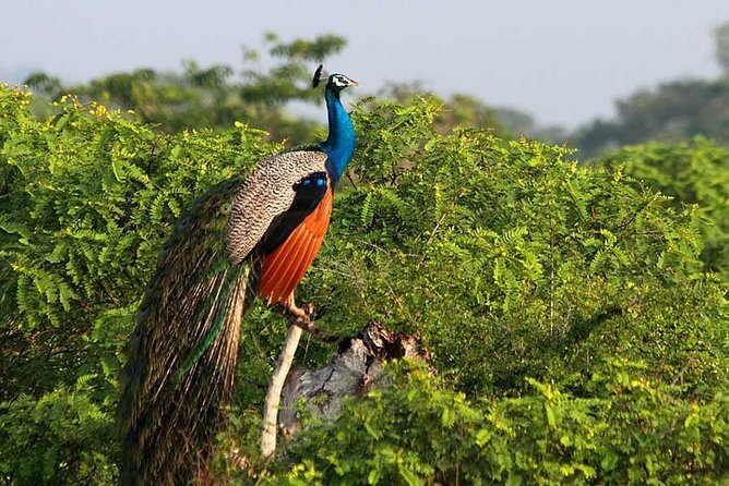 Yala Safari From Hambantota Port (Shore Excursion) by BTM - Customer Experiences and Ratings