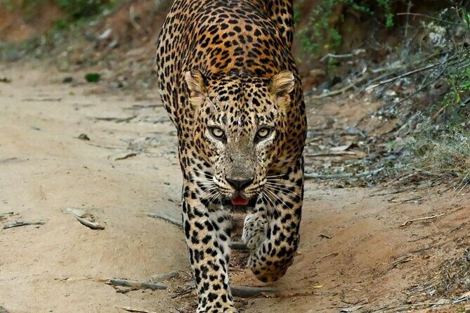 Yala Safari Half Day Tour - Key Points