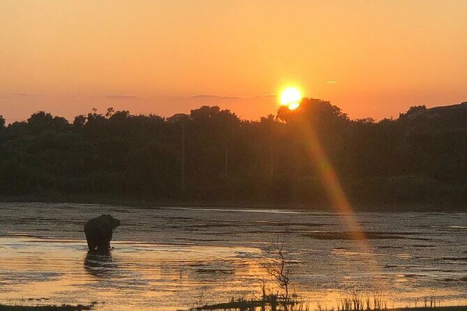 Yala Safari Half Day Tour - Introduction: What to Expect from the Yala Safari Half Day Tour