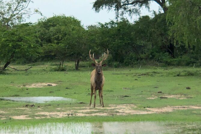 Yala Safari Half Day Tour - The Itinerary in Detail: What Will You See and Do?