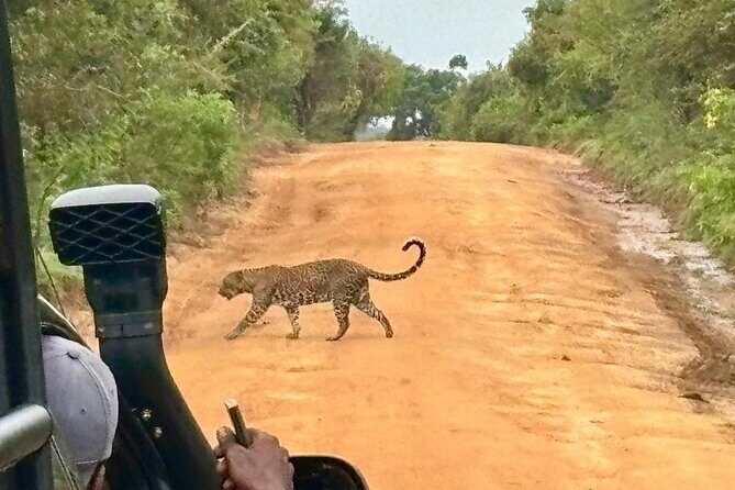 Yala Safari Half Day Tour - Possible Drawbacks and Considerations