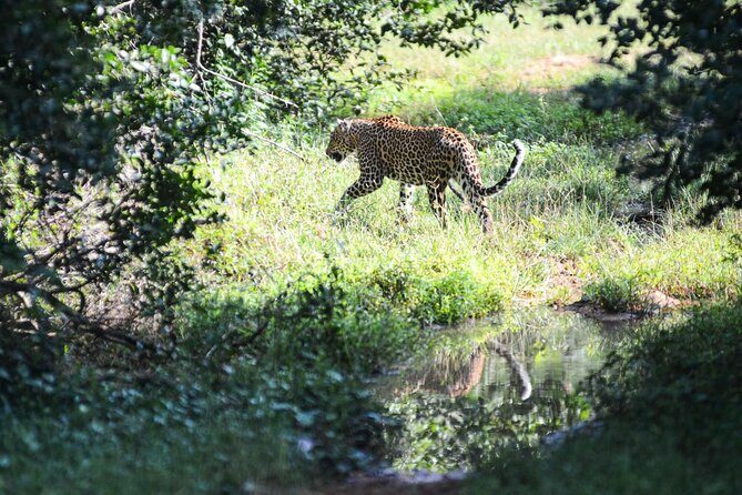 Yala Safari Half Day Tour - FAQ