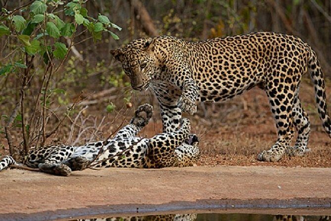 Yala Safari Private Day Tour Kaluthara/Beruwala/Bentota/Kosgoda/Ahungalla - Key Points