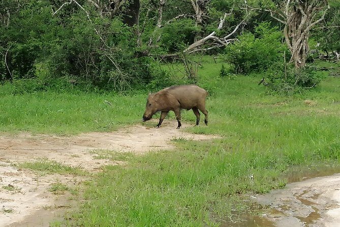 Yala Safari Private Day Tour Kaluthara/Beruwala/Bentota/Kosgoda/Ahungalla - What Is Included in the Tour?