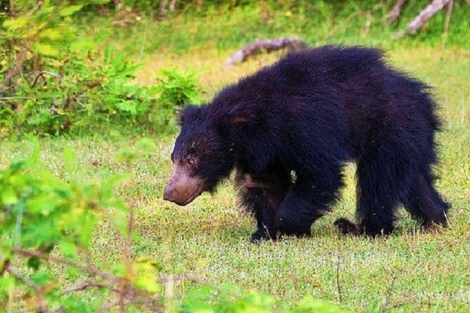 Yala Safari Private Day Tour Kaluthara/Beruwala/Bentota/Kosgoda/Ahungalla - Transport and Comfort