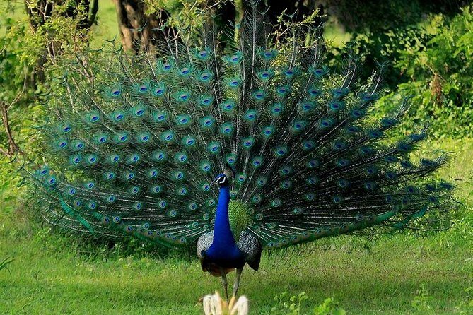 Yala Safari Private Day Tour Kaluthara/Beruwala/Bentota/Kosgoda/Ahungalla - Pricing and Value
