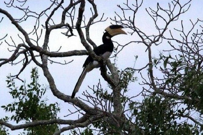 Yala Safari Private Day Tour Kaluthara/Beruwala/Bentota/Kosgoda/Ahungalla - Who Should Consider This Tour?