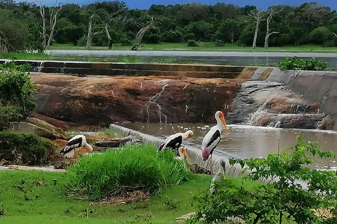 Yala Safari Private Day Tour Kaluthara/Beruwala/Bentota/Kosgoda/Ahungalla - Highlights and Flexibility