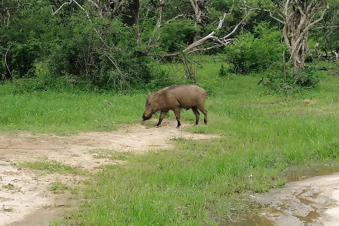 Yala Safari Private Day Tour Kaluthara/Beruwala/Bentota/Kosgoda/Ahungalla - Inclusions and Logistics