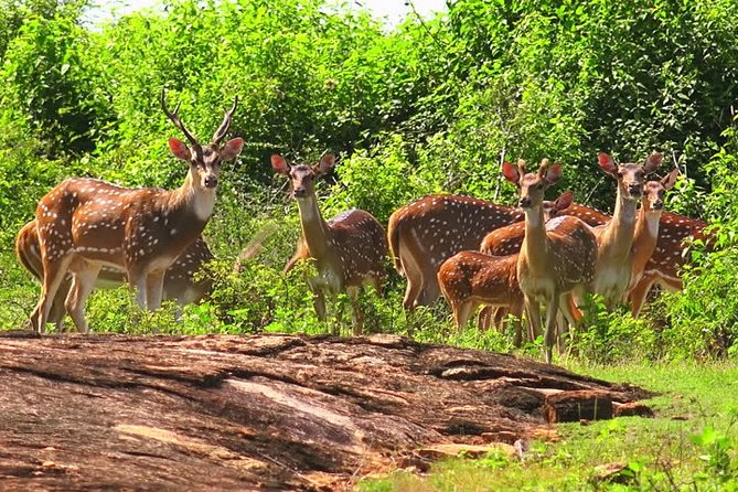 Yala Safari Private Day Tour Kaluthara/Beruwala/Bentota/Kosgoda/Ahungalla - Popularity and Ratings