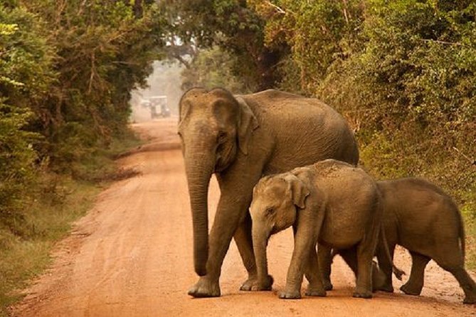 Yala Safari Private Day Tour Kaluthara/Beruwala/Bentota/Kosgoda/Ahungalla - Pricing and Policies