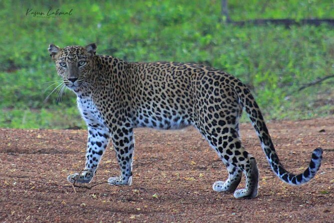 Yala Safari Private Day Tours in Yala National Park - Key Points