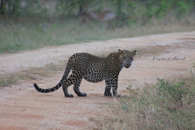 Yala Safari Private Day Tours in Yala National Park - Exclusive Private Safari Tour